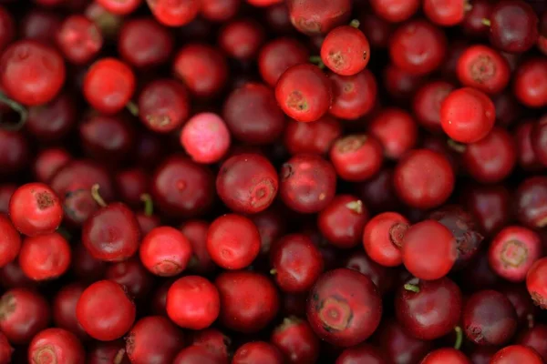 Närbild Röda Skogsbär Lingon Abstrakt Naturligt Mönster Textur Bakgrund Tapeter — Stockfoto