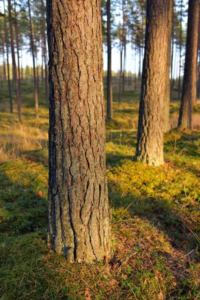 Forêt Feuilles Persistantes Coucher Soleil Mur Pins Puissants Gros Plan — Photo