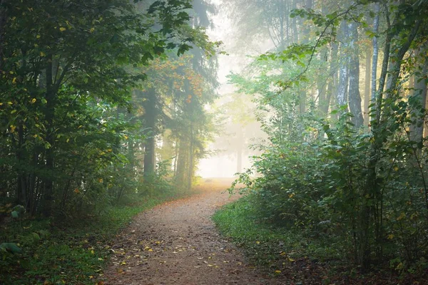 Gizemli Bir Sabah Sisinin Içinde Ormanın Içinden Geçen Yol Renkli — Stok fotoğraf