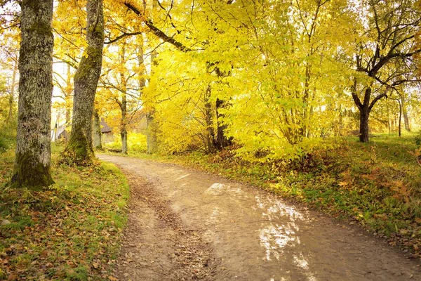 Pathway (rural road, alley) in the forest village. Deciduous trees with colorful green, yellow, orange, golden leaves. Sunbeams through the branches. Natural tunnel. Autumn, seasons, environment