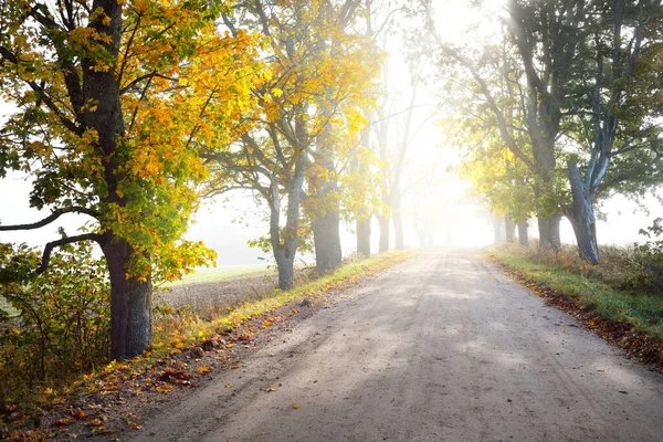 Single Lane Rural Road Alley Deciduous Oak Maple Trees Natural — Stock Photo, Image