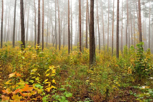 Atmospheric Landscape Evergreen Forest Fog Sunrise Ancient Pine Trees Young — Stock Photo, Image