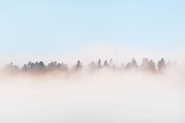 Valle Del Río Gauja Bosque Pinos Una Nube Misteriosa Niebla — Foto de Stock
