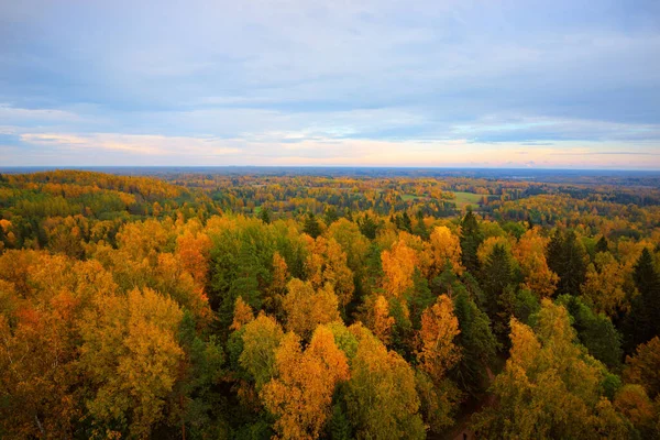 Pintoresca Vista Panorámica Aérea Del Colorido Bosque Otoñal Hojas Doradas — Foto de Stock