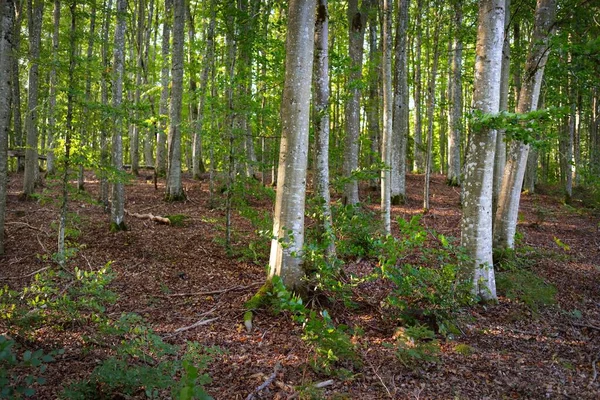 Mörkgröna Bokträd Gamla Trädstammar Närbild Skogsgolv Färgglada Torra Blad Tidig — Stockfoto