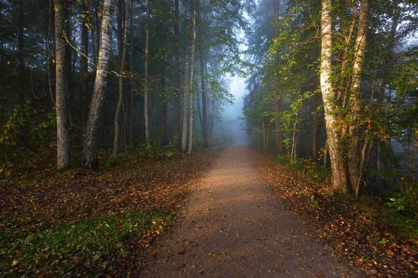 Caminho Através Floresta Misterioso Nevoeiro Matinal Túnel Natural Das Árvores — Fotografia de Stock