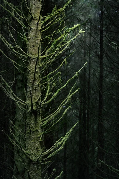 어두운 나무와 고사리 나무는 줄기를 클로즈업하여 놓는다 Ardrishaig Loch Fyne — 스톡 사진