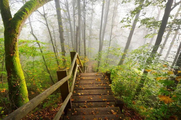 High Angle View Wooden Forest Stairway Sunrise Fog Soft Morning — Stock Photo, Image