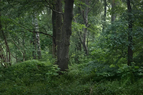 Anciens Arbres Verts Dans Brouillard Matinal Gros Plan Forêt Feuillus — Photo