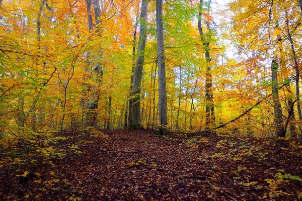 Panoramisch Uitzicht Heuvels Een Beukenbos Machtige Boomstammen Geel Rood Oranje — Stockfoto