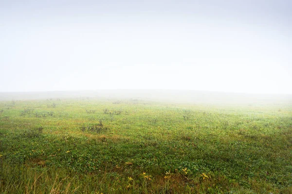 Champ Agricole Vert Arbre Solitaire Dans Épais Brouillard Blanc Matin — Photo