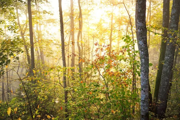 Atmosfäriskt Landskap Skogskullar Dimma Vid Soluppgången Gyllene Ljus Solstrålar Gröna — Stockfoto