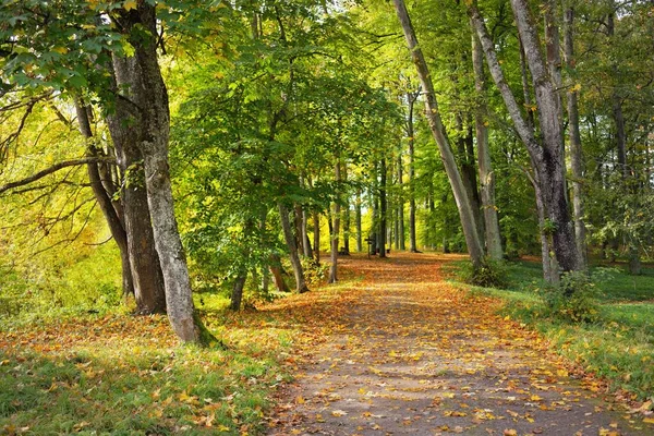 城市公园里的乡村道路 用五彩缤纷的绿色和金色的叶子对参天大树进行特写 拉脱维亚 旅游目的地 生态旅游 骑自行车 — 图库照片