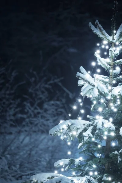 Snötäckt Gran Belyst Vita Ljusens Krans Närbild Mörk Skymning Vintergrön — Stockfoto