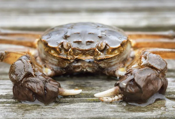 Granchio Eriocheir Sinensis Sul Molo Legno Porto Peschereccio Primo Piano — Foto Stock