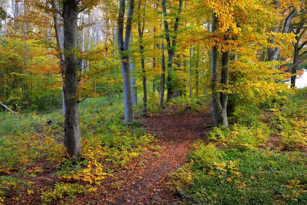 Pathway Door Heuvels Van Beukenbos Machtige Boomstammen Geel Rood Oranje — Stockfoto