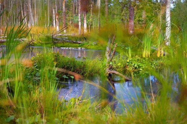 Small Swamp Lake Evergreen Forest Mossy Tree Logs Plants Close — Stock Photo, Image