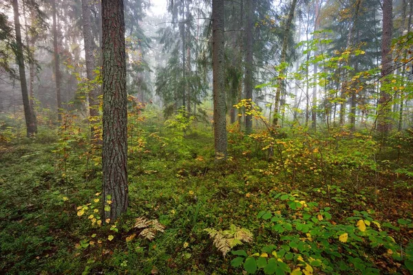 日の出の霧の中で森の大気中の風景 陽射しが柔らかい 古い緑と黄金の木 カラフルな葉 植物のクローズアップ ラトビアのシグルダ 生態系 エコツーリズム — ストック写真