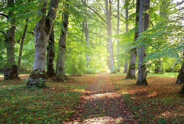 Caminho Através Floresta Decídua Verde Túnel Natural Árvores Musgosas Velhas — Fotografia de Stock
