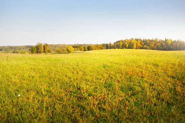 Zielone Pole Uprawne Las Zachodzie Słońca Ciągnik Śledzi Zbliżenie Idylliczna — Zdjęcie stockowe