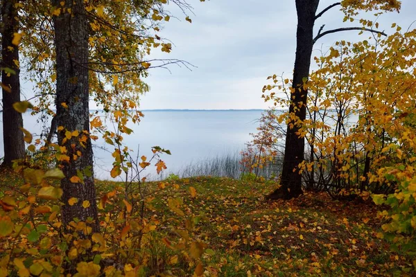 Panoramic View Razna Lake Sunset Forest Background Golden Trees Close — Stock Photo, Image