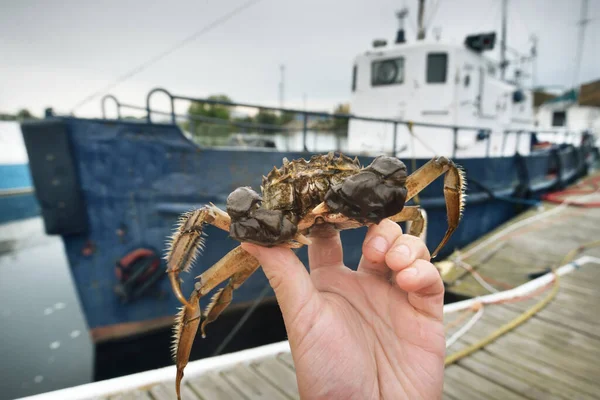 Eriocheir Sinensis Crab Fisherman Hand Close Fishing Boat Background Traditional — Stock Photo, Image