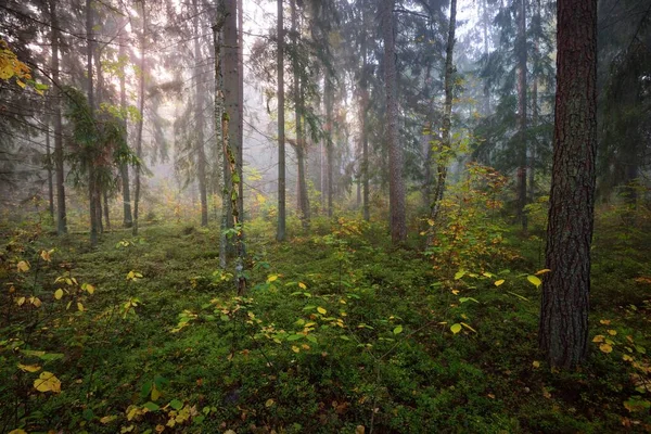 Paisagem Atmosférica Floresta Num Nevoeiro Nascer Sol Luz Solar Suave — Fotografia de Stock