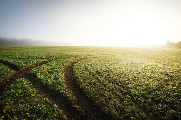 Pintoresco Paisaje Del Campo Agrícola Verde Amanecer Bosque Una Niebla —  Fotos de Stock