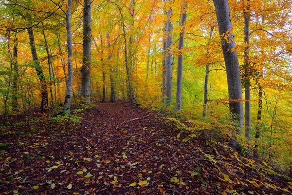 Pathway Door Heuvels Van Beukenbos Machtige Boomstammen Geel Rood Oranje — Stockfoto