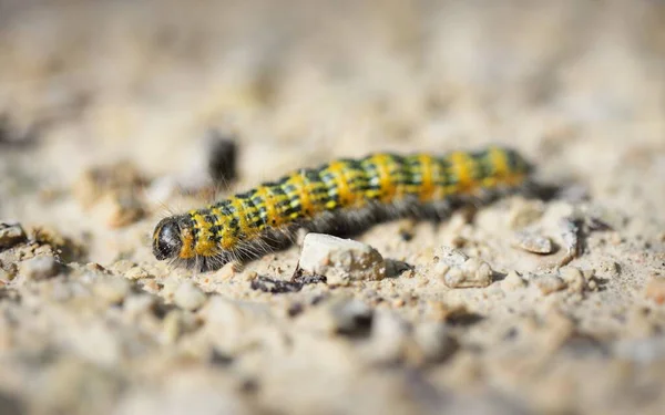 Sárga Hernyó Pieris Melltartó Háttér Közelkép Rovarok Állatvilág Entomológia Biológia — Stock Fotó
