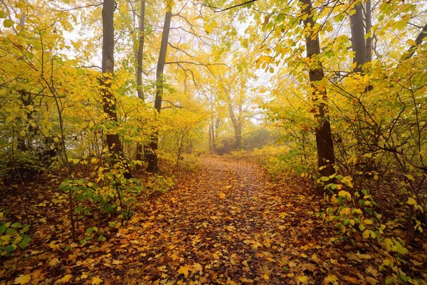 Pathway Rural Road Alley Forest Deciduous Trees Colorful Green Yellow — Stock Photo, Image