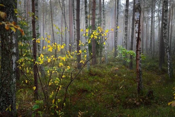 日の出の霧の中で常緑樹林の暗い大気の風景 白樺の木 緑と黄金の植物のクローズアップ 生態系 生態系 環境保全 ヨーロッパ — ストック写真