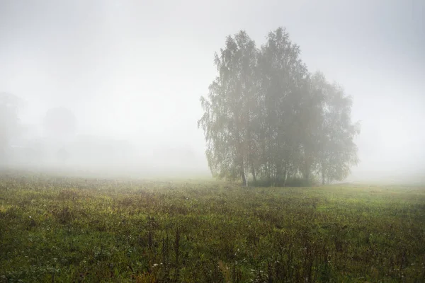 Campo Agrícola Rural Verde Árvore Solitária Uma Névoa Branca Espessa — Fotografia de Stock