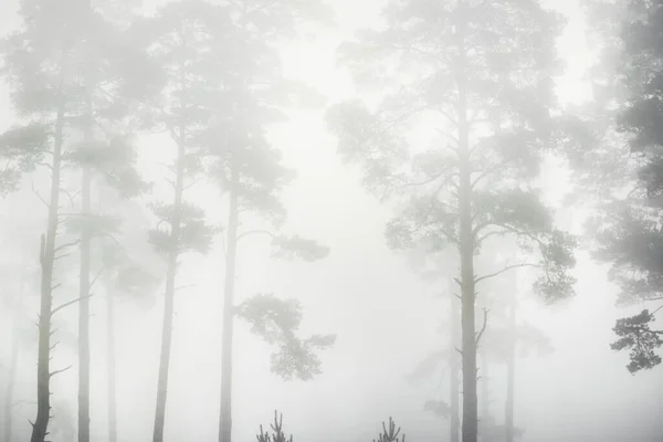 Cenário Monocromático Pitoresco Floresta Perene Denso Nevoeiro Branco Nascer Sol — Fotografia de Stock