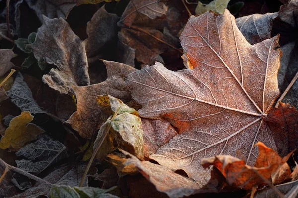 Forest Floor Brown Maple Leaves Covered Crystal Clear Hoarfrost Texture — Stock Photo, Image