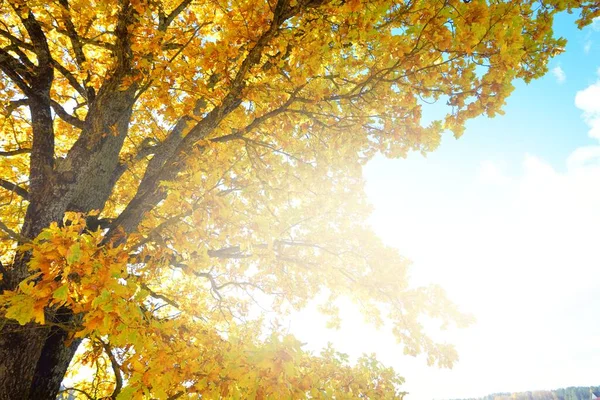 Mighty Oak Tree Colorful Yellow Orange Golden Leaves Close Sunbeams — Stock Photo, Image