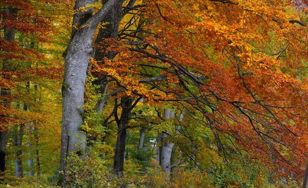 Detailní Pohled Bukový Les Mohutné Kmeny Stromů Žluté Červené Oranžové — Stock fotografie