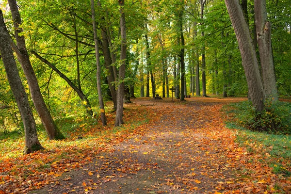 Rural Road Alley Pathway City Park Close Mighty Trees Colorful — Stock Photo, Image