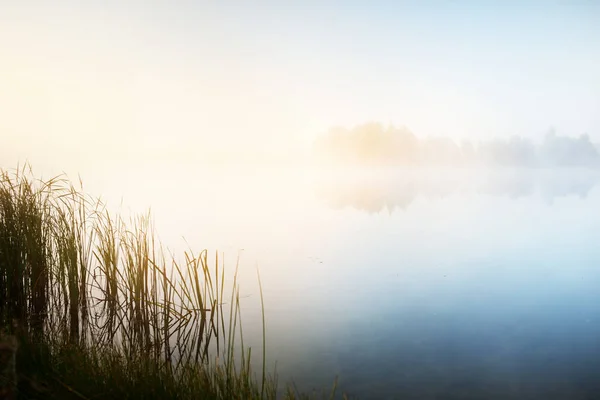 Picturesque Scenery Forest Lake Thick White Fog Reflections Water Pure — Stock Photo, Image