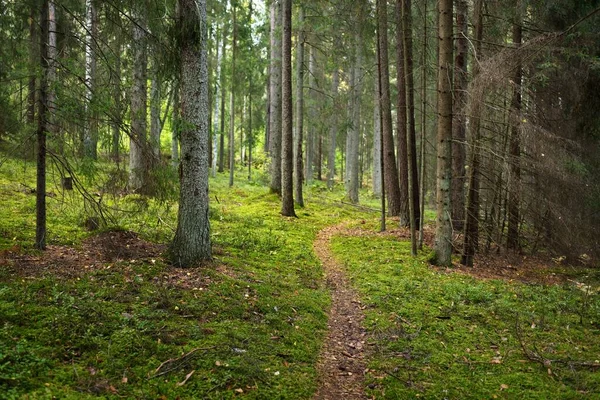 Camino Través Del Bosque Siempre Verde Antiguo Pino Árboles Hoja —  Fotos de Stock