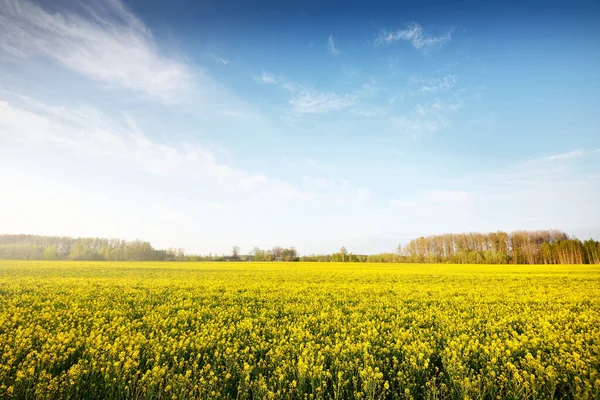 Цветущее Желтое Рапсовое Поле Против Чистого Голубого Неба Латвия Идиллическая — стоковое фото