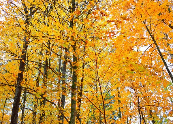 Primer Plano Del Arce Abedul Otros Árboles Caducifolios Con Hojas — Foto de Stock