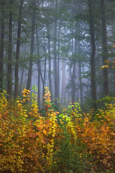 Paesaggio Atmosferico Scuro Della Foresta Sempreverde Una Nebbia All Alba — Foto Stock