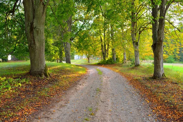 Empty Rural Road Alley Colorful Deciduous Trees Green Golden Orange — Stock Photo, Image