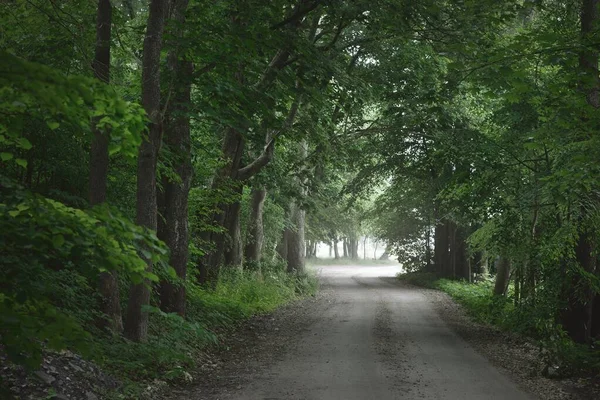 Buio Vicolo Misterioso Vuoto Strada Rurale Corsia Singola Attraverso Verdi — Foto Stock