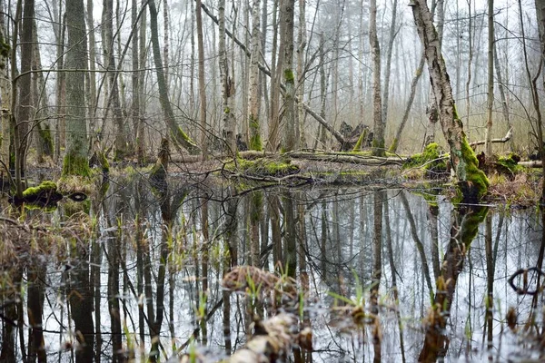 Feuchtgebiet Morgennebel Baumsilhouetten Symmetriereflexionen Wasser Natürlicher Spiegel Vorfrühling Lettland Idyllische — Stockfoto