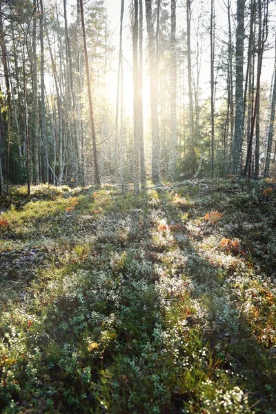 Camino Través Del Bosque Siempreverde Cubierto Heladas Luz Suave Atardecer —  Fotos de Stock