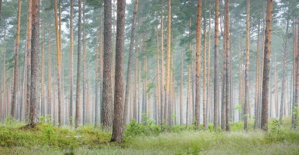 Ancient Pine Trees Mysterious White Morning Fog Sunrise Idyllic Autumn — Stock Photo, Image