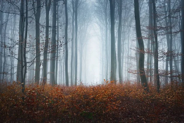 Panoramic View Pathway Mysterious Beech Forest Thick Morning Fog Red — Stock Photo, Image