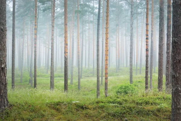 Uralte Kiefern Geheimnisvollen Weißen Morgennebel Bei Sonnenaufgang Idyllische Herbstlandschaft Sumpfiger — Stockfoto